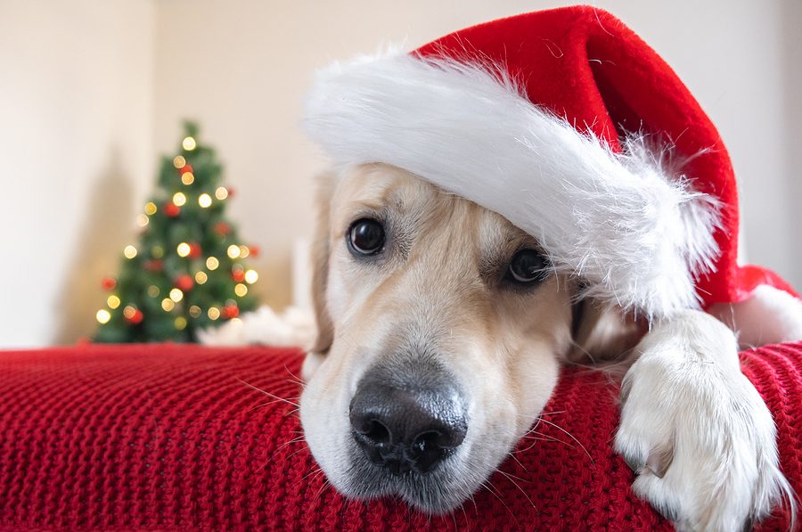 A Golden Retriever In A Santa Claus Hat Lies On A Red Blanket Ne holiday assistance